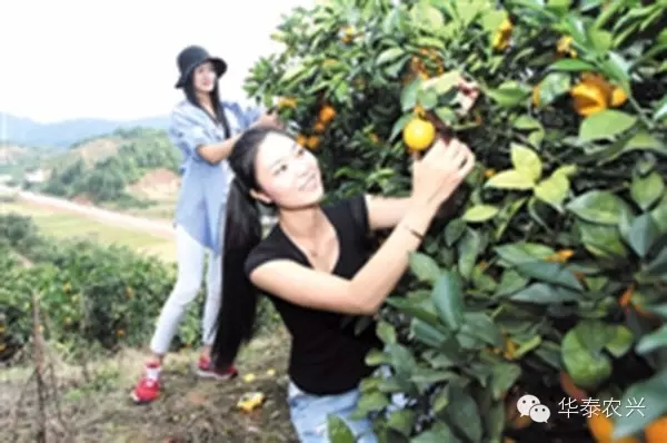 广东华泰农兴农产品交易中心